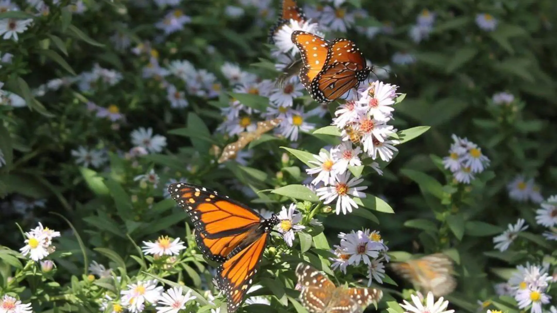 Mariposa Pinocho